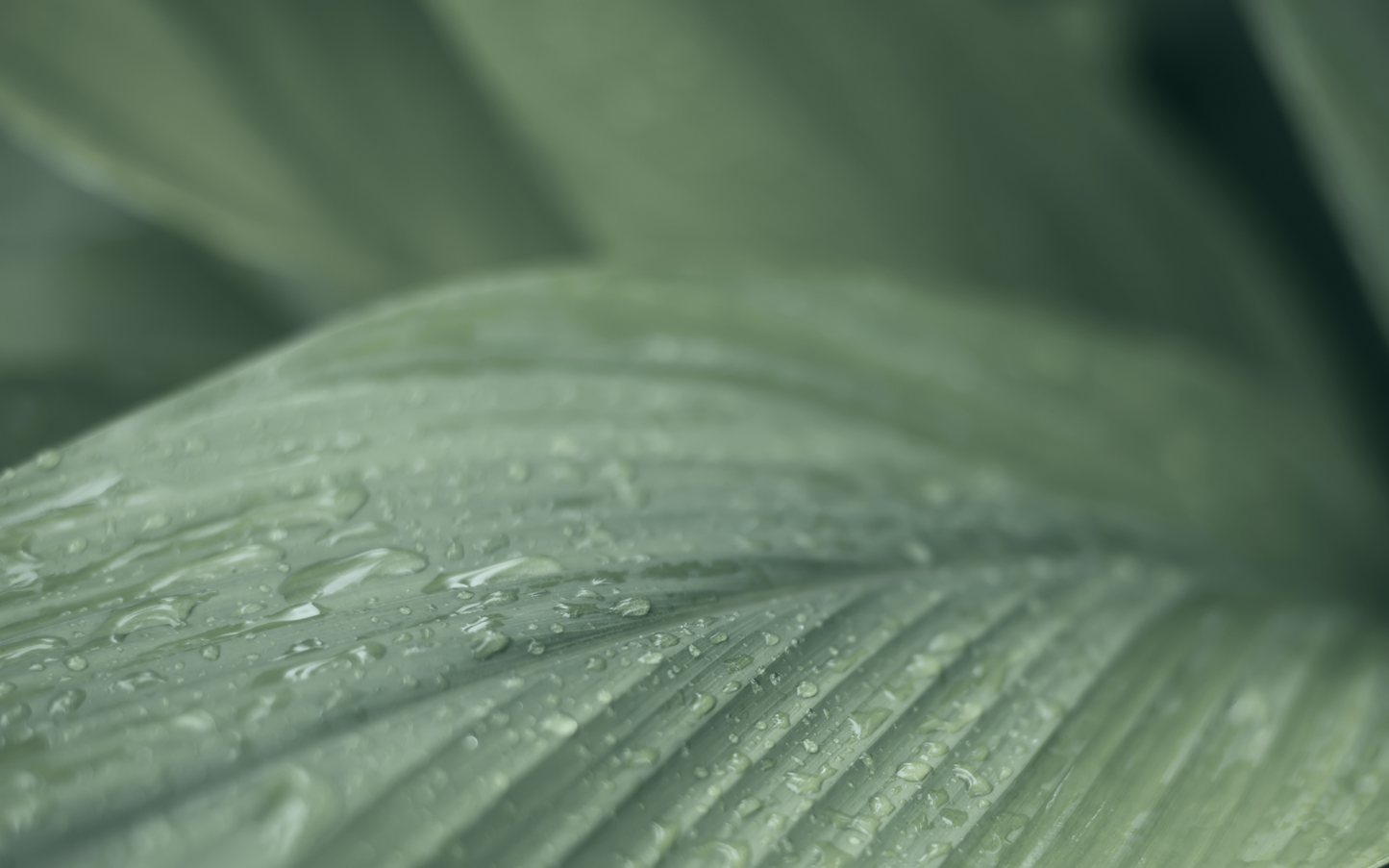 منهج شهادة هوليستك كوتشنج بمنهجية ©RBA‏