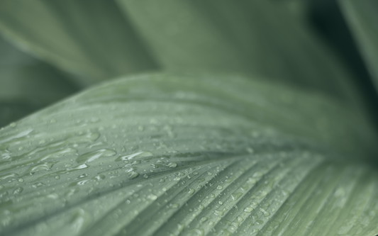 منهج شهادة هوليستك كوتشنج بمنهجية ©RBA‏